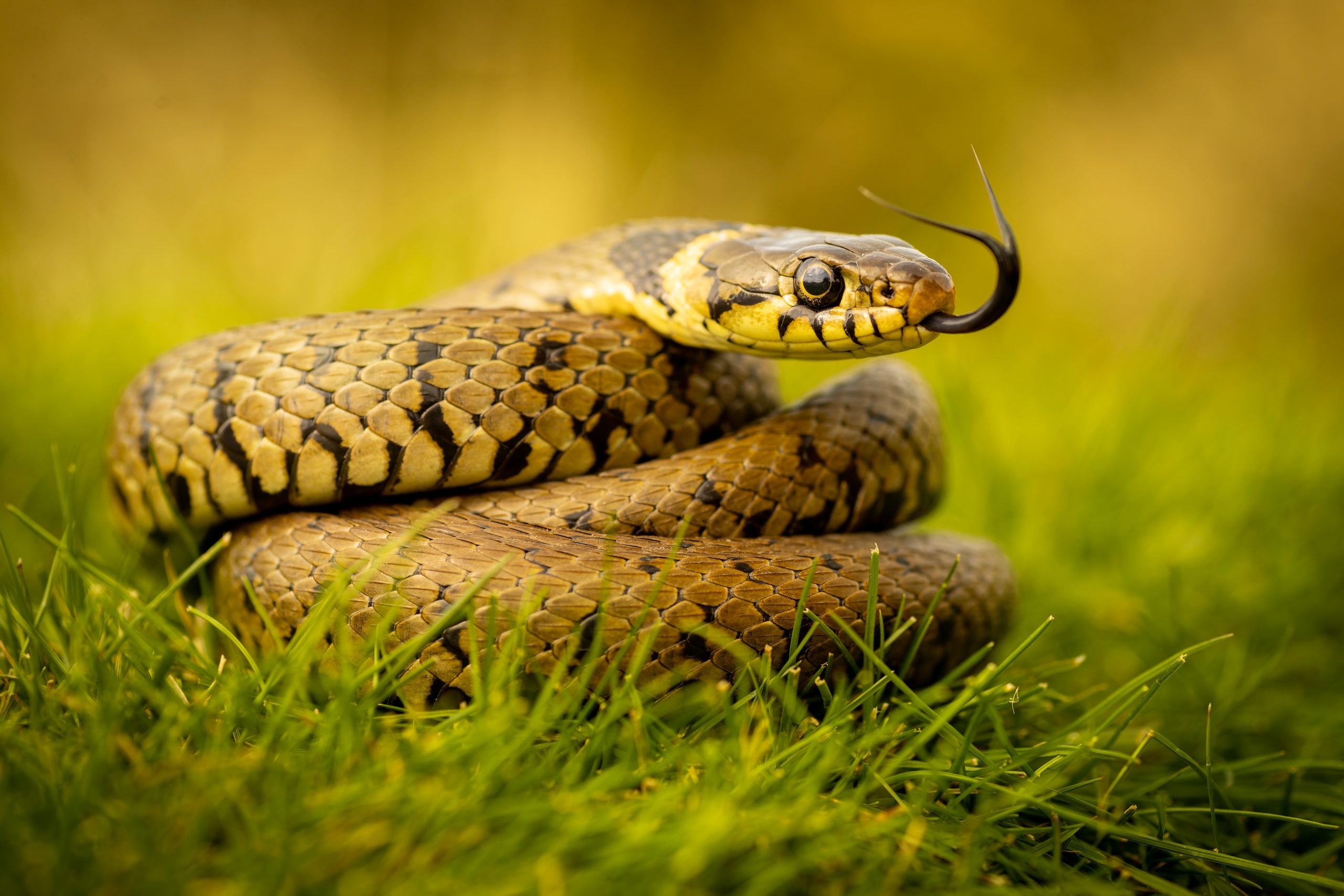 Grass,Snake,Basking,In,The,Warm,Sunshine