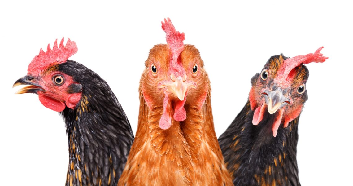 Portrait,Of,Three,Chickens,,Closeup,,Isolated,On,White,Background