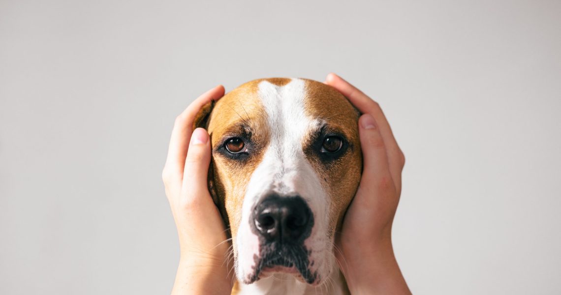 Portrait,Of,A,Dog,With,Ears,Covered,Up,With,Human