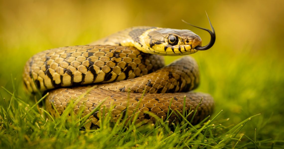 Grass,Snake,Basking,In,The,Warm,Sunshine