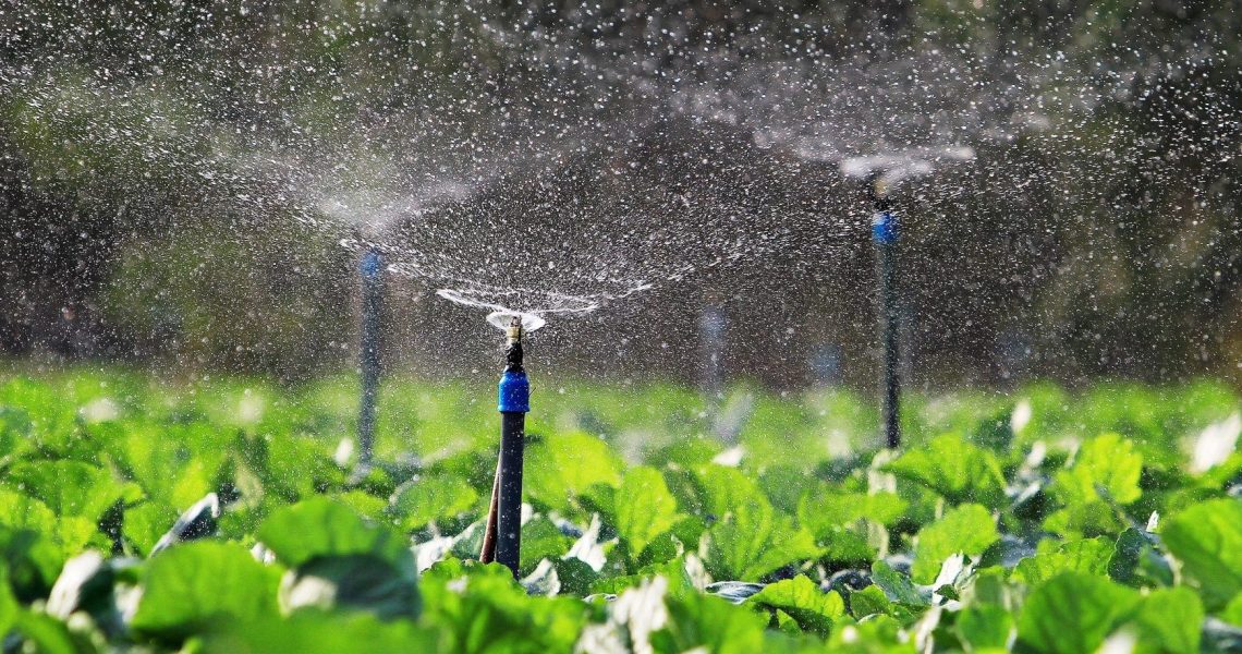 Water,Sprayed,From,The,Sprinkler,Of,Automatic,Watering,Agricultural,System