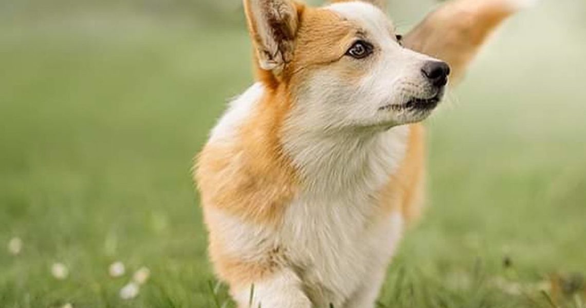 Portrait,Of,A,Cute,Pembroke,Welsh,Corgi,Dog,In,The