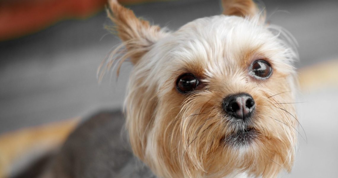 Portrait,Of,A,Scared,Dog.,Close-up.