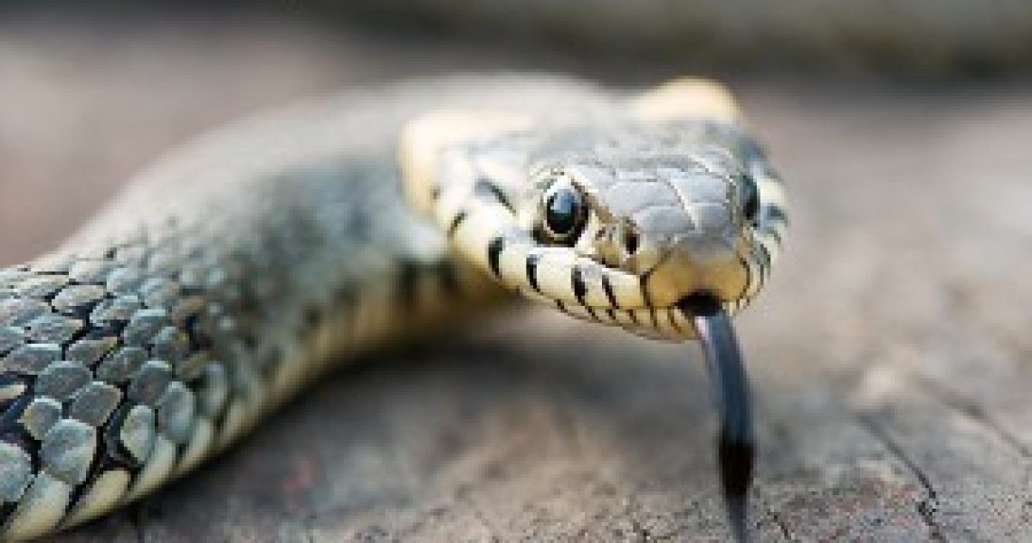 snake on wood stump closeup
