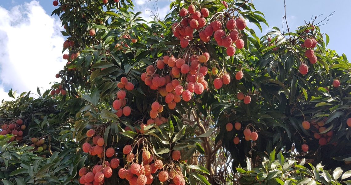 ליצי בגליל_קרדיט צילום מילופרי
