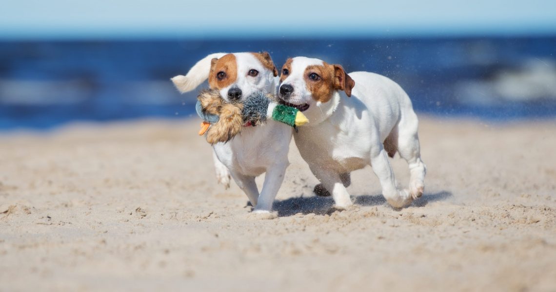 עונת הרחצה בשיאה_ קרידט יחצ